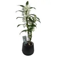 Dendrobium nobile Star Class Apollon (0.50m)
