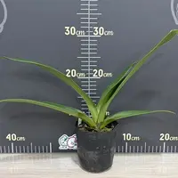 Paphiopedilum Mukoyama Green × Tree of Enzan BM/TPS 3.5" — Planted