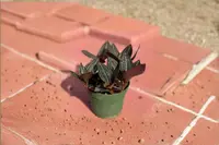 Jewel Orchid Live Plant Ludisia Discolor Tropical Orchid 4 Inch Houseplant Gift