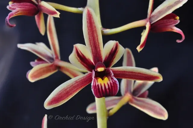Cymbidium aloifolium var simulans (Cymbidium)
