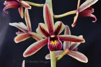 Cymbidium aloifolium var. simulans – Cascading, Fragrant