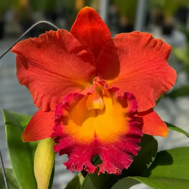 Rhyncholaeliocattleya Siam Orange (Rhyncholaeliocattleya)
