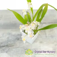 Oncidium Twinkle Grex 202