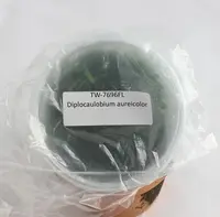 FLASK Diplocaulobium aureicolor
