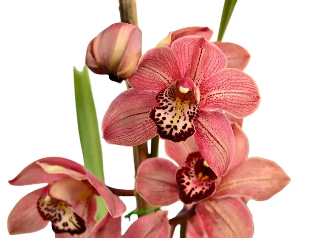 Cymbidium Morlaquita (Cymbidium)