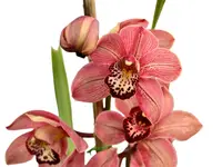 Cymbidium Morlaquita (medium)