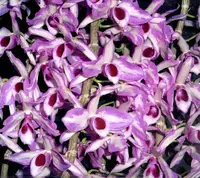 Den. anosmum 'Touch of Class' 2 1/2 inch pot (1to2 years to bloom)