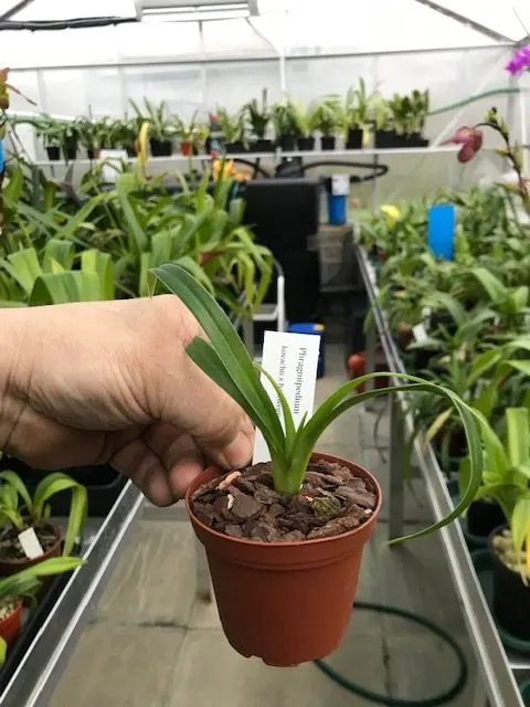 Phragmipedium kovachii x hartwegii (Phragmipedium)