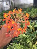 Epidendrum Orange Sherbet ‘Sunkist’ - Variegated