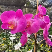 Phalaenopsis Orchid GL338 Mature Plant With Bud/Flower