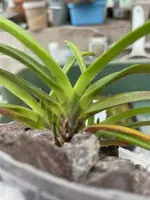 Neofinetia falcata ‘Furan’