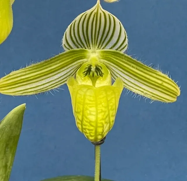 Paphiopedilum wardii fma album (Paphiopedilum)