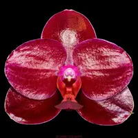 Phalaenopsis Sogo Relex '1661' * flori cerate parfumate