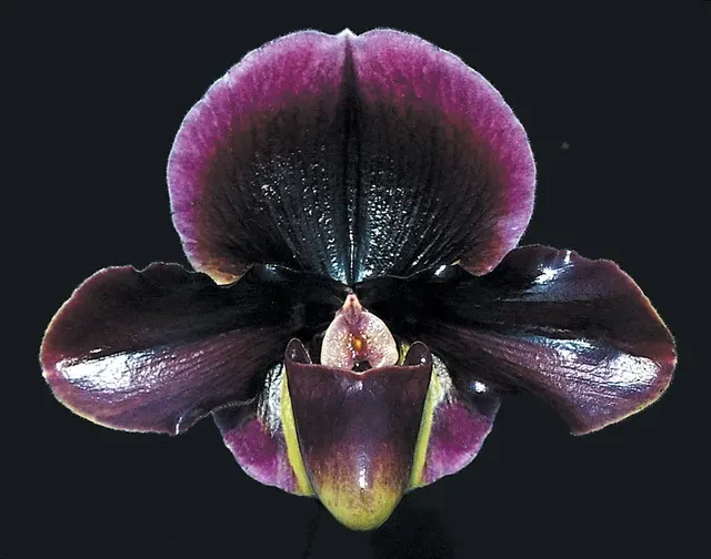 Paphiopedilum Foreshadower 'Night Glow'