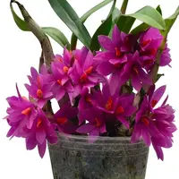 Dendrobium Hibiki - Bushy Plant