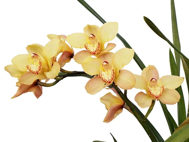 Cymbidium Bosangles Dancon Mir (Cymbidium)