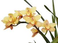 Cymbidium Bosangles Dancon Mir