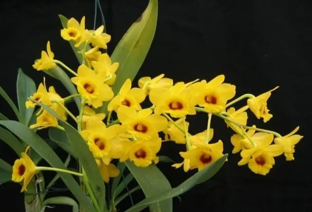 Dendrobium chrysotoxum 'Suavissima' (Dendrobium)