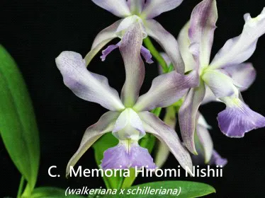 Cattleya Memoria Hiromi Nishii (Cattleya)