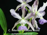 C. Memoria Hiromi Nishii (walkeriana coerulea 'Edward' x schilleriana coerulea 'Nagera') (C2040) (Hybrid)