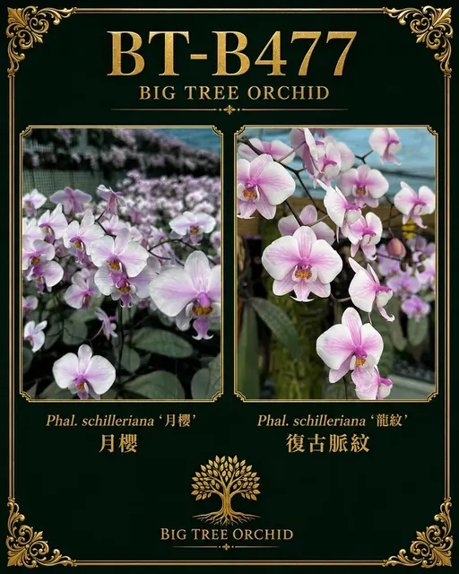 Phalaenopsis schilleriana