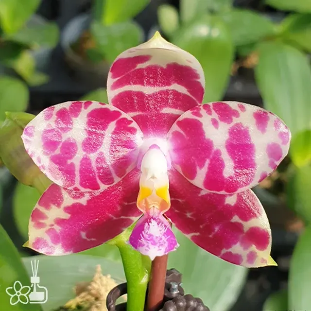 Phalaenopsis KS Super Zebra ''84''