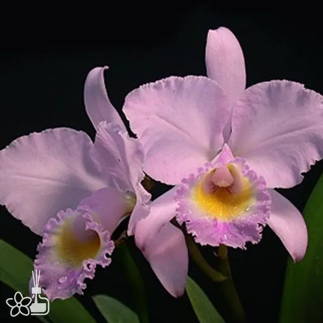 Cattleya trianaei var. concolor