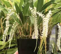 Dendrochilum glumaceum