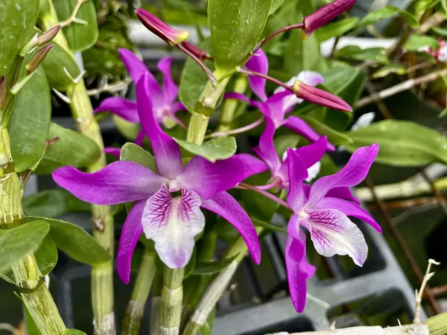 Dendrobium Rainbow Dance (Dendrobium)