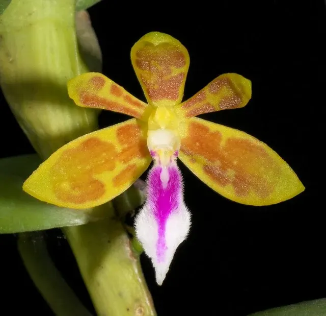 Trichoglottis tomentosa (Trichoglottis)