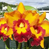 Rlc Jac Golden Peacock 'Tai Young' near blooming size cattleya orchid clone.