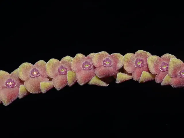 Stelis portillae (Stelis)
