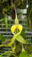 Bulbophyllum blumei var alba (2 Leaf Cutting)