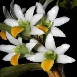 Dendrobium scabrilingue sp (Dendrobium)