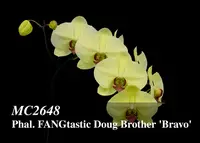 Phal. FANGtastic Doug Brother 'Bravo , Note : New Release! In buds to blooming as 10/21/2022' (Ming Hsing Moonlight x Friend's Yellow Rose )