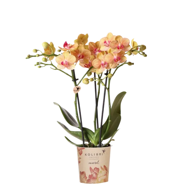 Phalaenopsis 'Jamaica' (Phalaenopsis)
