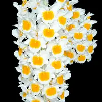 Dendrobium farmeri. Near blooming size orchid species. Beautiful healthy plants. Hard to find.
