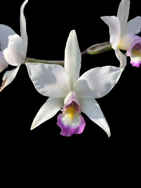 Laelia anceps (Laelia)