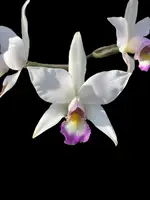 Laelia anceps (‘Candlewood’ x ‘Itermagog’)