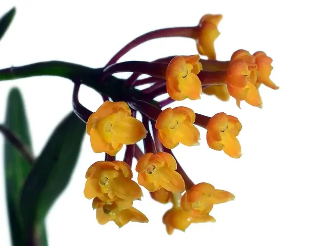 Epidendrum hemiscleria (Epidendrum)