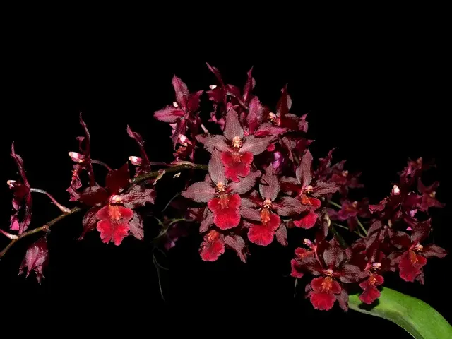 Oncidium Blazing Lustre