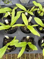 Paphiopedilum spicerianum