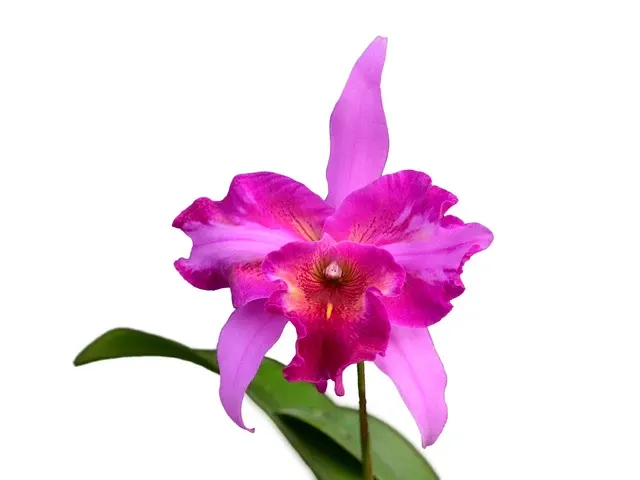 Laeliocattleya Jhoenmy Hermo (Laeliocattleya)