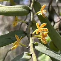 Trichoglottis orchidea