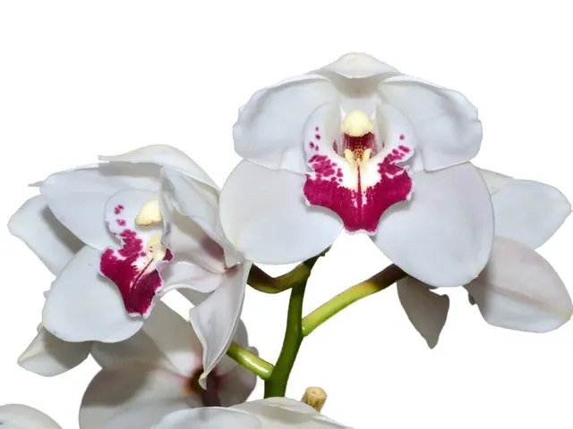 Cymbidium White Valley X Anna Szabo (Cymbidium)