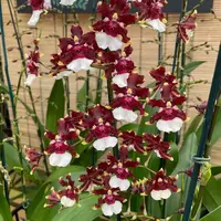 Onc. Aka Baby 'Raspberry Chocolate' (5.5" Pot) -Buds/Blooms — Double Spike