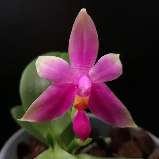 Phalaenopsis violacea 'Malaysia' (Phalaenopsis)