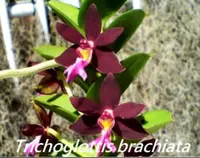 Trgl. brachiata (TRB641) (- Trichoglottis ) Trgl.=Trichoglottis