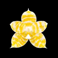Phalaenopsis KS Super Zebra 'Golden Zebra - parfumata