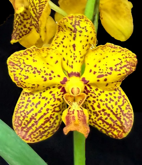 Vanda Luisa Tanner (Vanda)